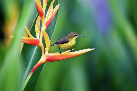 The Sunbird
