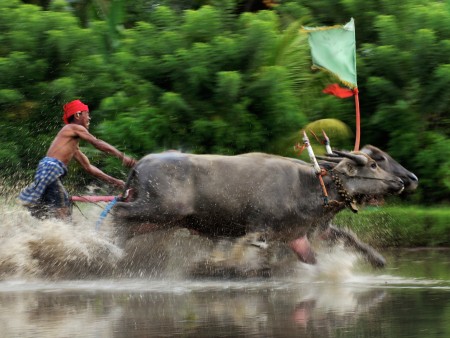 Mekepung Lampid