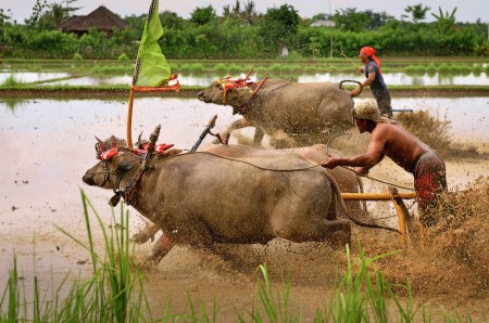Mekepung Lampit