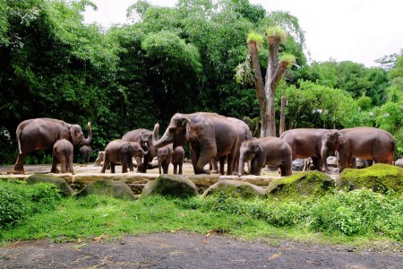 Taman Gajah