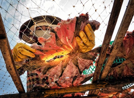 Drying fish