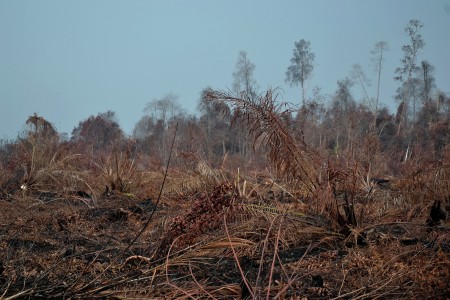 Hutan Sumatera