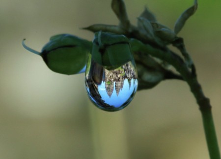 Tears of Rara Jonggrang