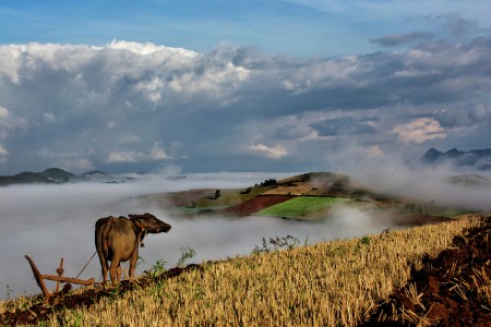 MISTY MORNING