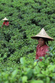 Tea worker