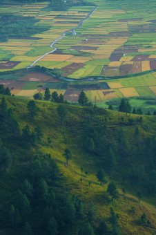 Two Green World
