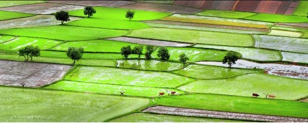 THE NEW RICE