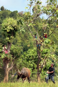 "Sapi Naik Minyak"