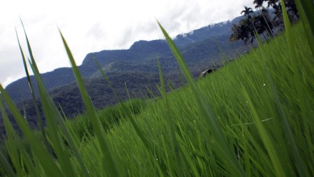 dari sini kami bernafas