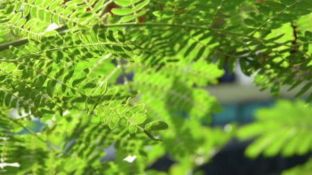 Leaf