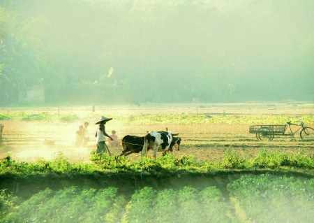 Story of a farmland