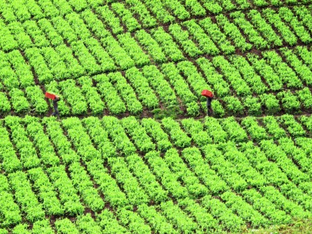 The Farmers