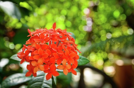 Powerful Red
