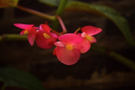 KUARTET PINKY