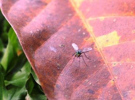 an action of  insect