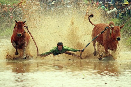 Menggantung diantara sapi-sapi (Hung between the cows)