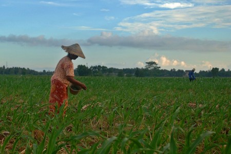 corn farming