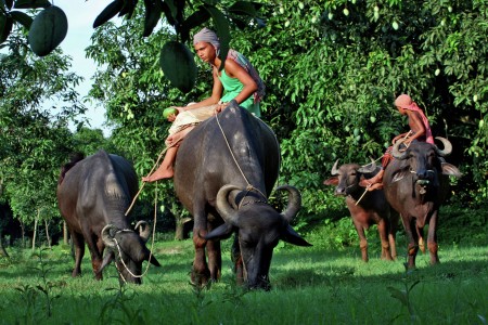 Traditional culture