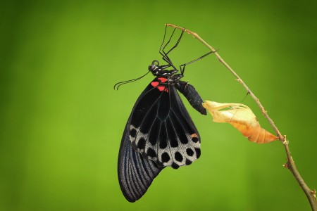 Penampilan Baruku