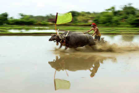 Makepung Lampit