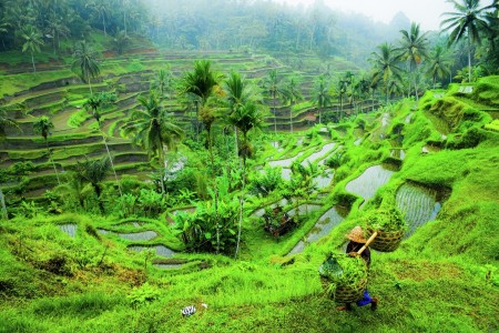 Paddy Fields at Ubud, Bali