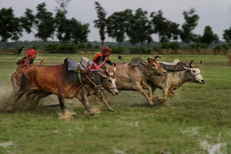 BULL RACE