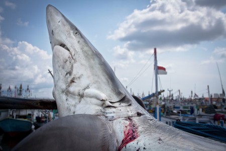 The Shark