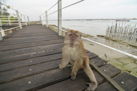 Monkey See Monkey Do