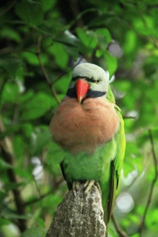 green in green