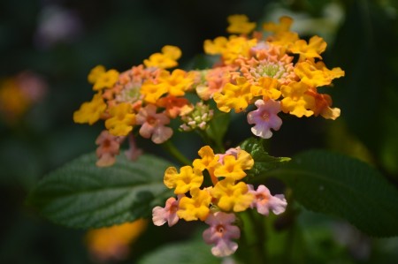 The result of pollination