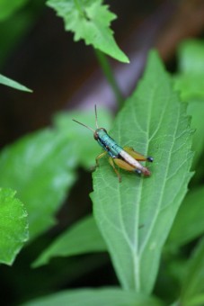 Rainbow Grasshopper