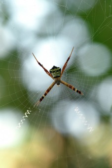 Spider