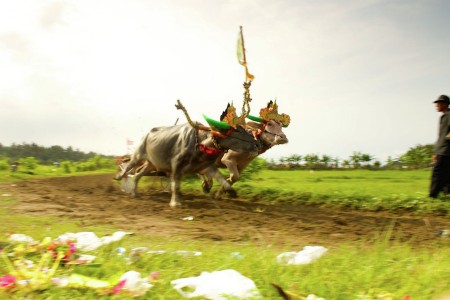 Makepung Jembrana