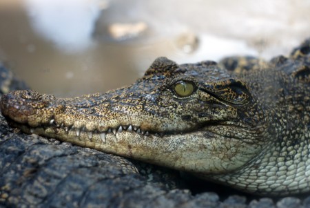 The Crocodile Eye