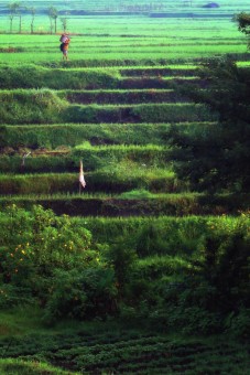Lintasa Indah