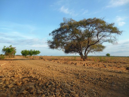 Savana Bekol
