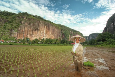 work in rice field