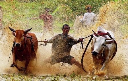 The Pacu Jawi