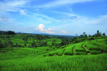 SAWAH KU NAN HIJAU