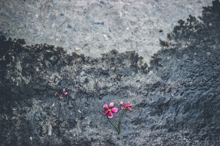 fate of flower