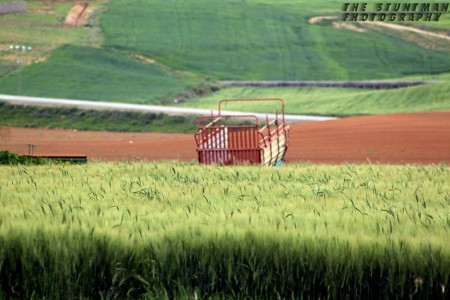 wheat in tunisia