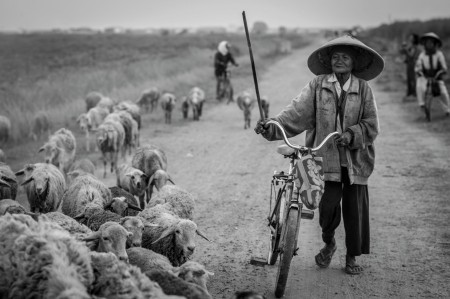 Ibu Penggembala Biri-Biri