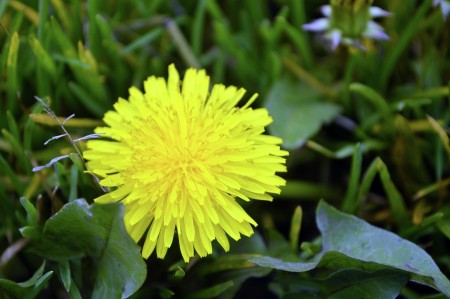 Yellow tone flowers
