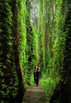 FOREST GREEN