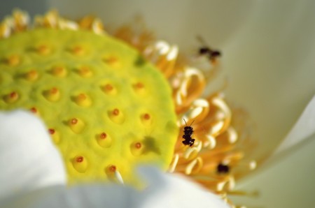 LOTUS