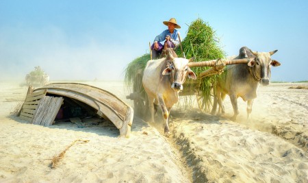 Bullock carts