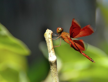 The Red Dragonfly