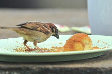 Ikut Makan