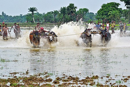 BULL RACE