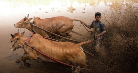 Pacu Jawi
